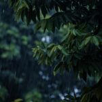 AI and its Role in Combating Climate Change in India