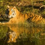 Madhya Pradesh Sees Significant Increase in Tiger Population