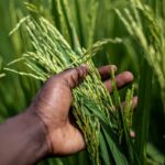 Sikkim Achieves 100% Certification in Organic Farming